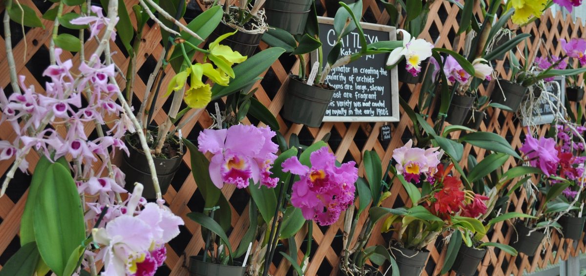 Como cuidar de orquídeas passo a passo