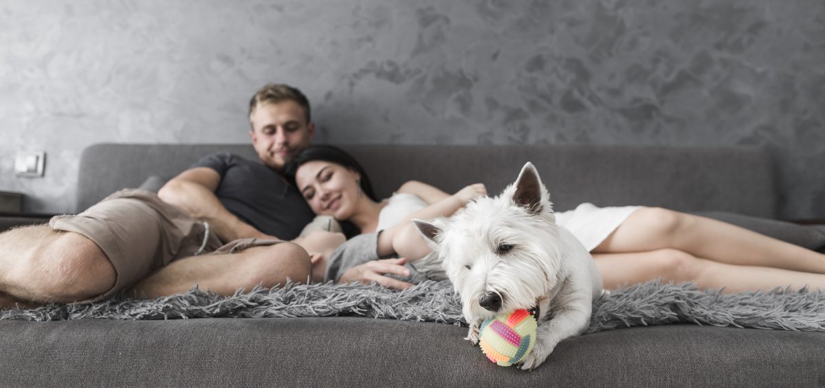 Dicas para Pet em Apartamento